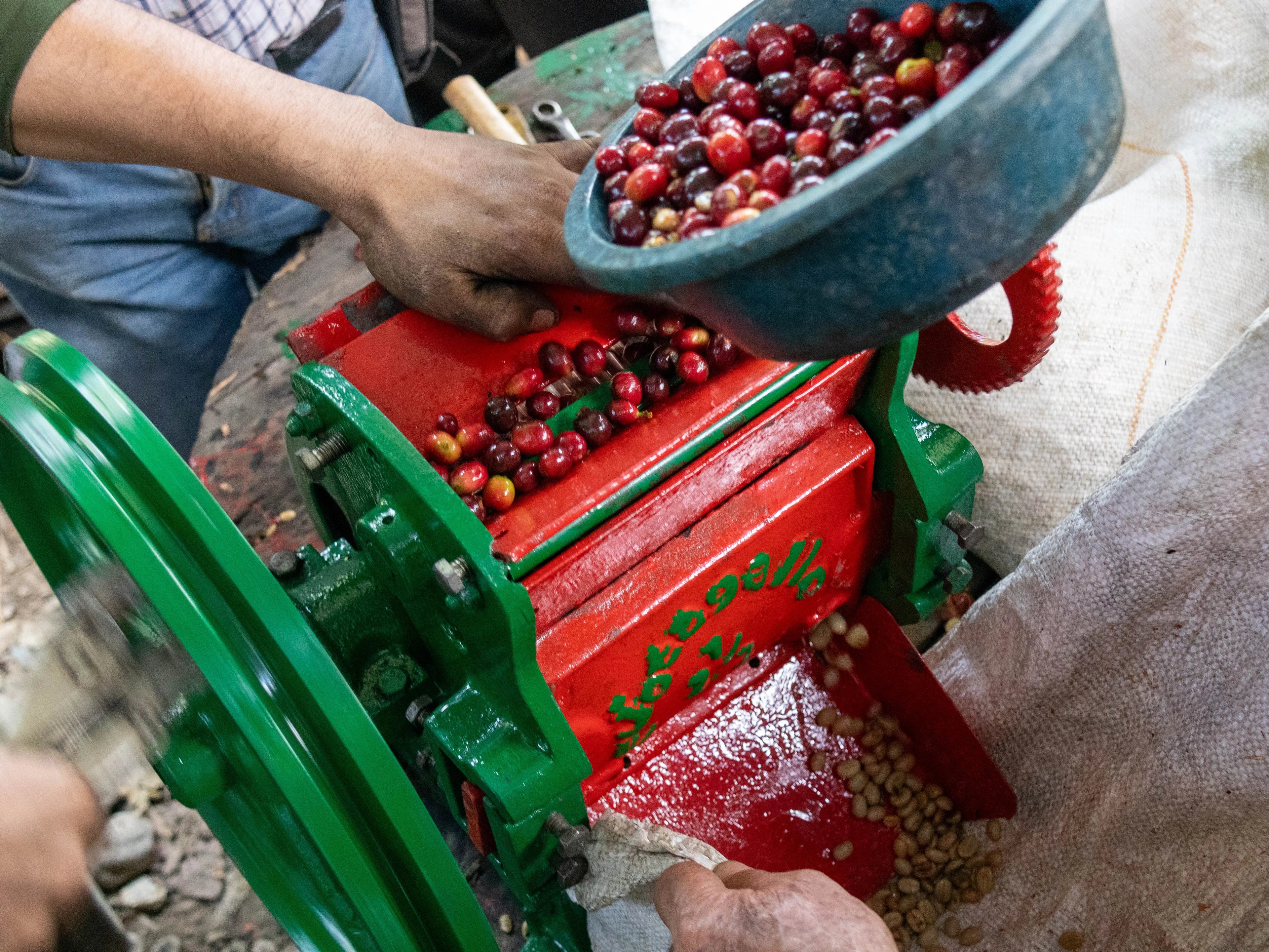 THE-IMPORTANCE-OF-DEPULPING-DEVOCIÓN-CONDUCTS-A-WORKSHOP-FOR-THE-ASOFINCAS-COFFEE-ASSOCIATION Devoción