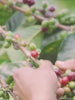 Devocion Coffee Process Video