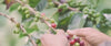 Devocion Coffee Process Video
