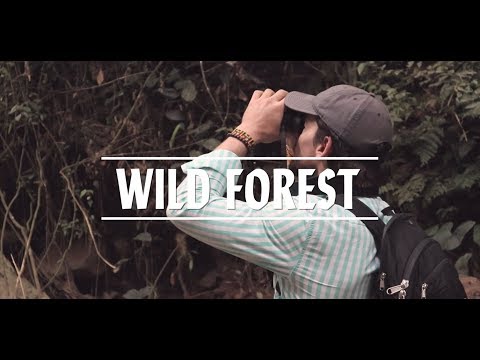 WILD FOREST - 5LB