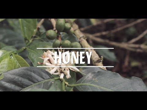 HONEY